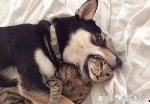 韩国哈士奇爆料事件视频,哈士奇爆料视频引发网友热议，真相究竟如何？