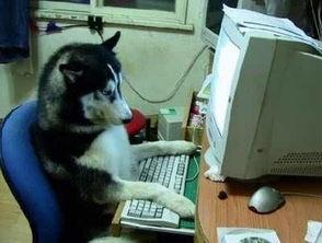 韩国哈士奇爆料事件视频,哈士奇爆料视频引发网友热议，真相究竟如何？  第3张